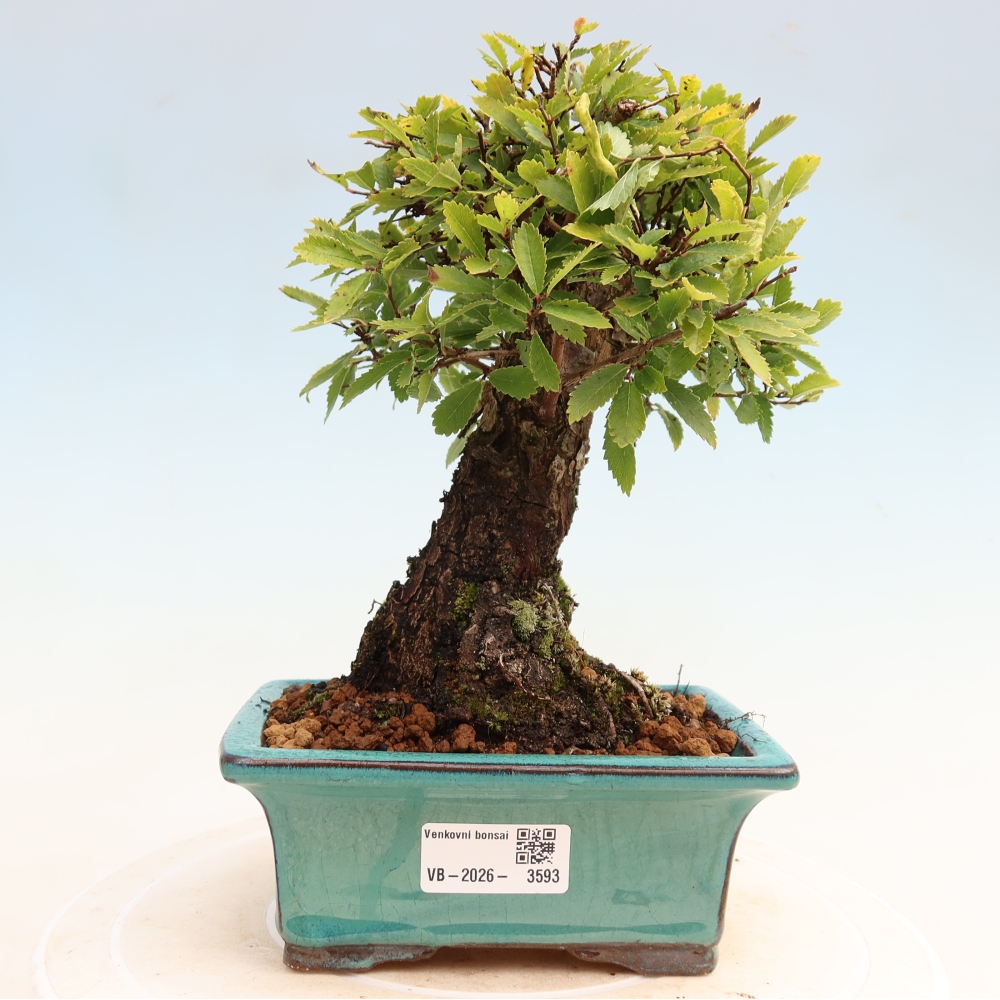 Bonsai zewnętrzne - Zelkova - Zelkova NIRE