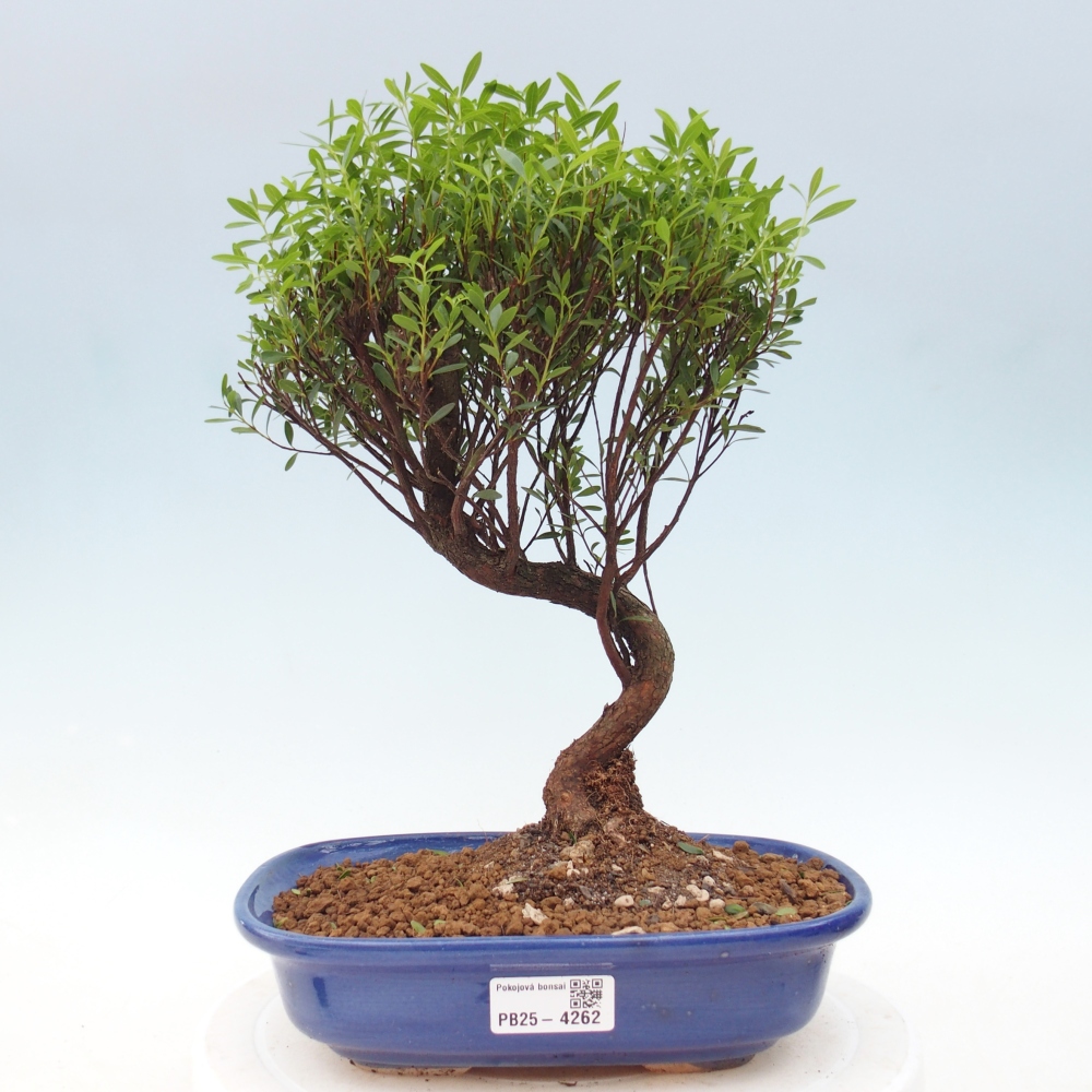 Pokój bonsai - Syzygium - Pimento