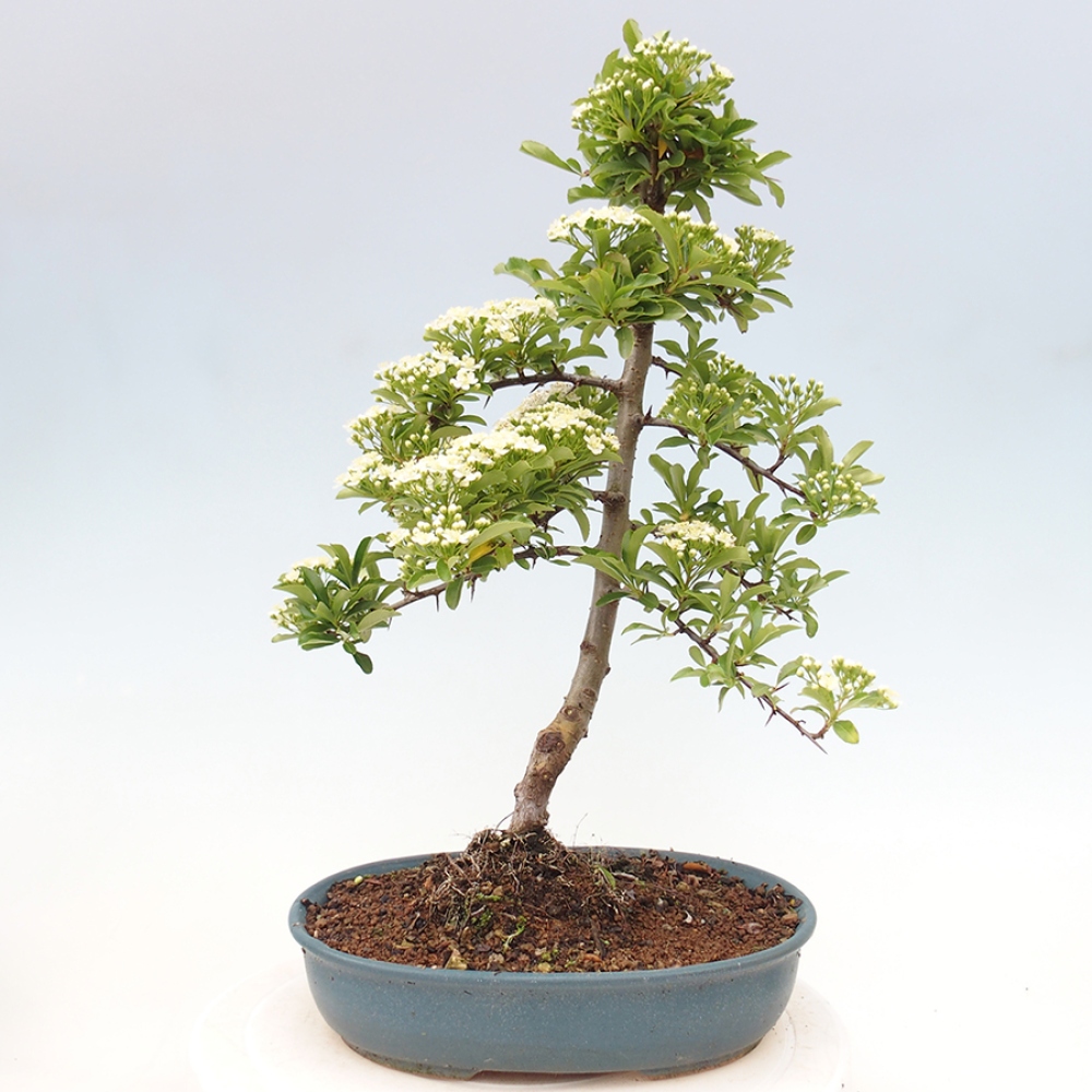 Outdoor Bonsai-Pyracanta Teton-Piekarnia