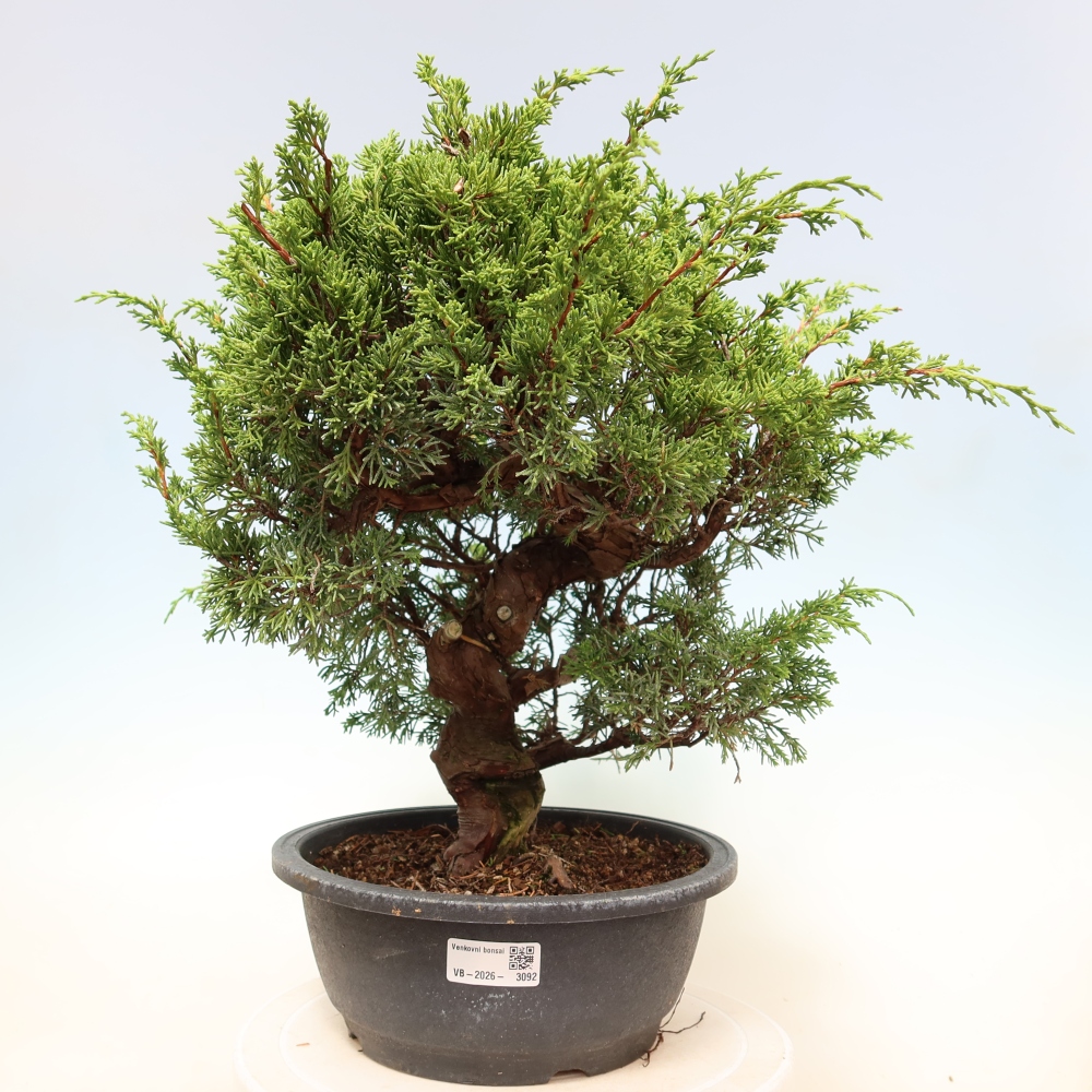 Bonsai ogrodowe – Juniperus chinensis Itoigawa – jałowiec chiński