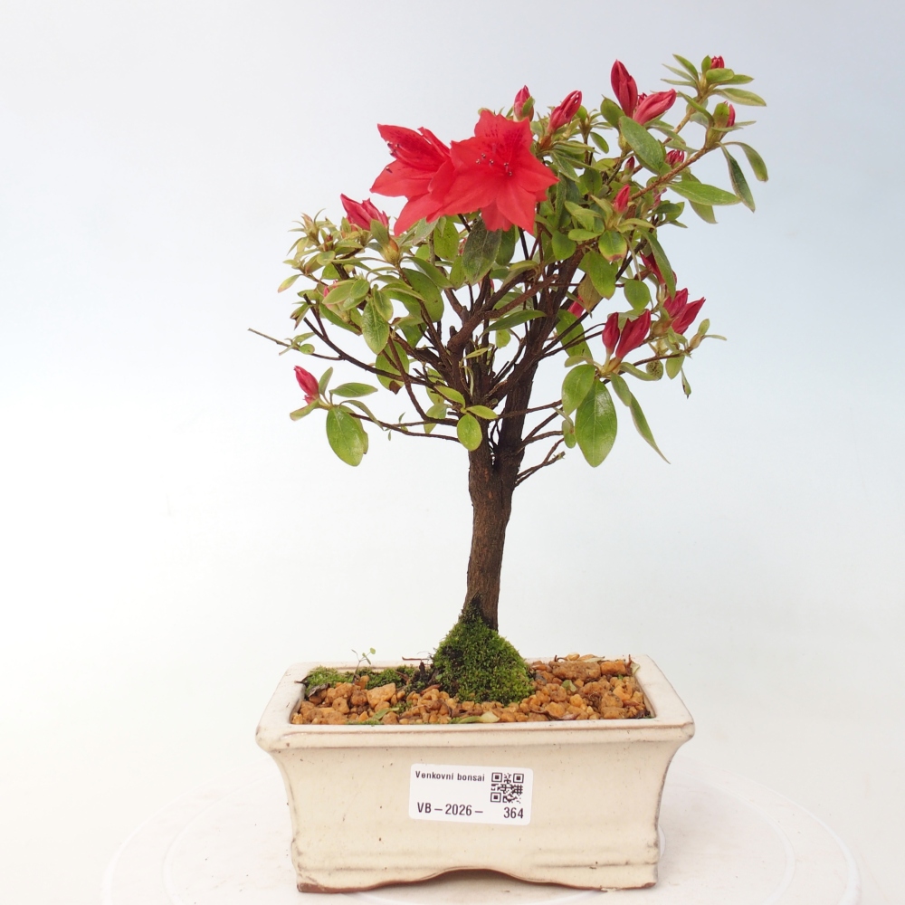 Outdoor bonsai - Azalia japońska - Azalea sp.