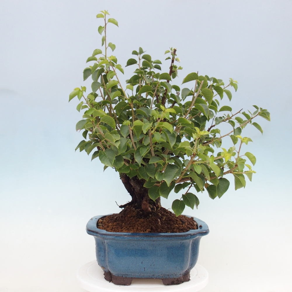 Bonsai na zewnątrz - Mahalebka - Prunus mahaleb