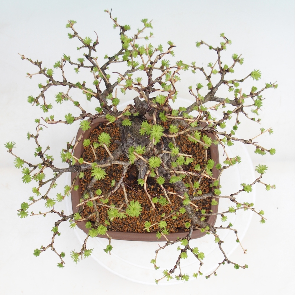 Bonsai zewnętrzne - Larix decidua - Modrzew