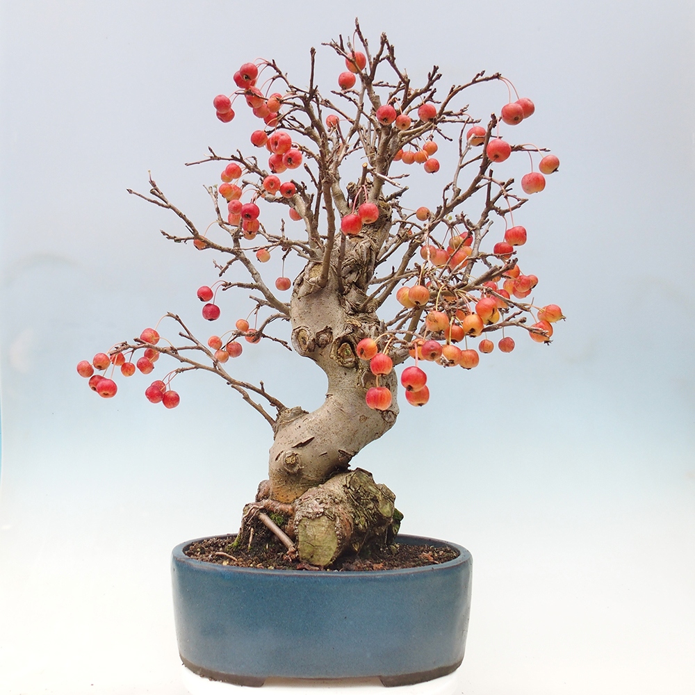 Bonsai plenerowe - Malus Halliana - Jabłoń drobnoowocowa
