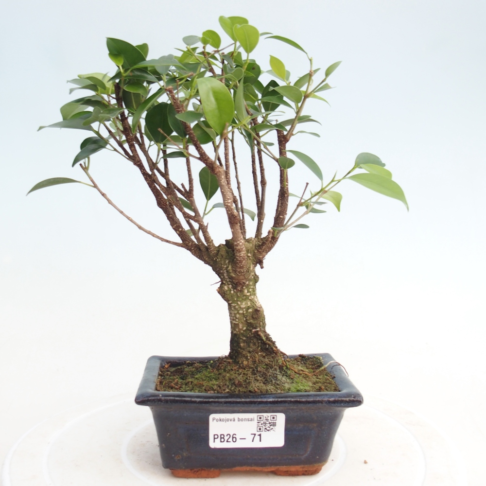 Pokój bonsai Ficus retusa kimmen