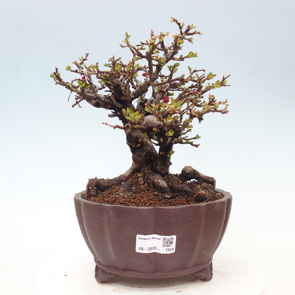 Bonsai zewnętrzne - Chaneomeles speciosa - Pigwa
