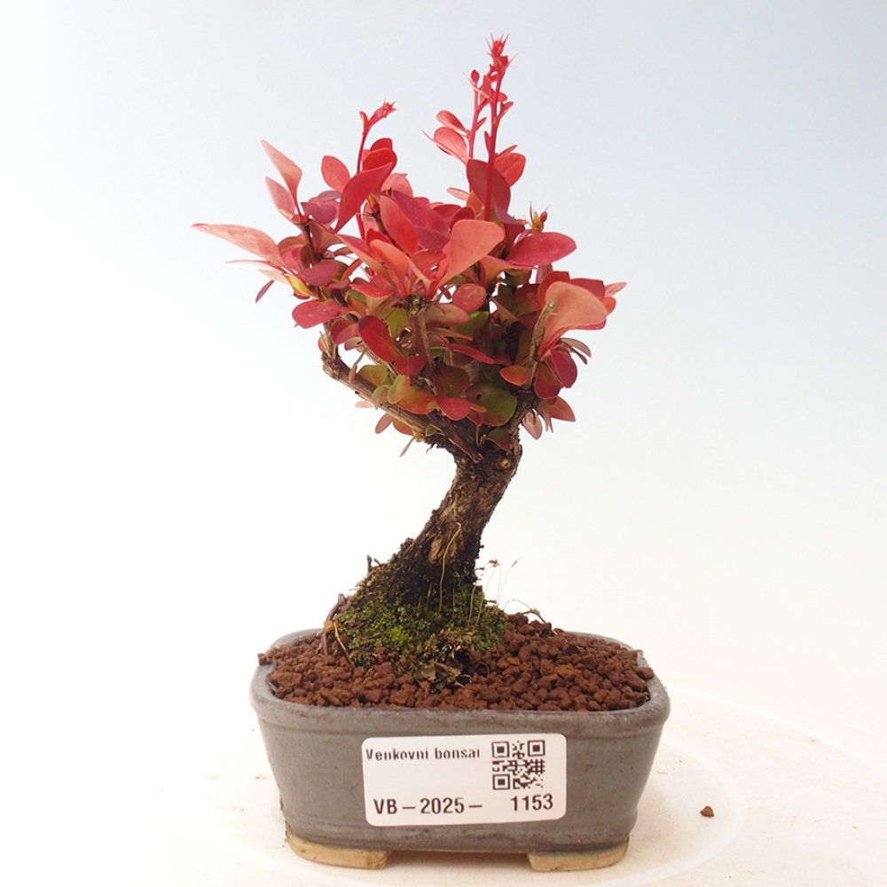 Outdoor bonsai - Berberis thunbergii Kobold - Dřištál Thunberg's
