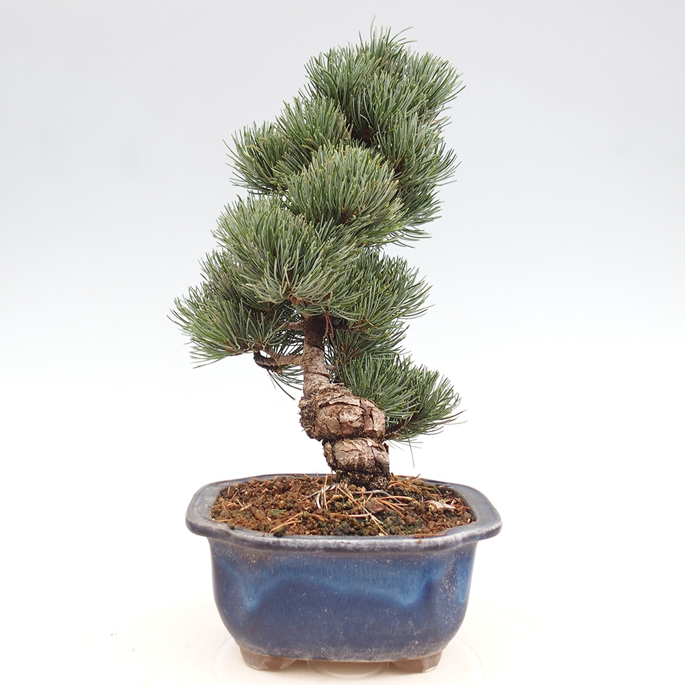 Outdoor bonsai - Pinus parviflora - Mała sosna