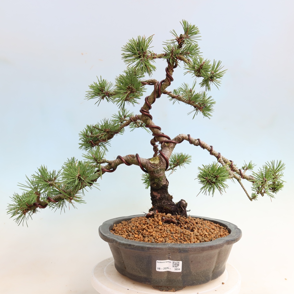 Bonsai ogrodowe – Pinus mugo Humpy – sosna karłowata