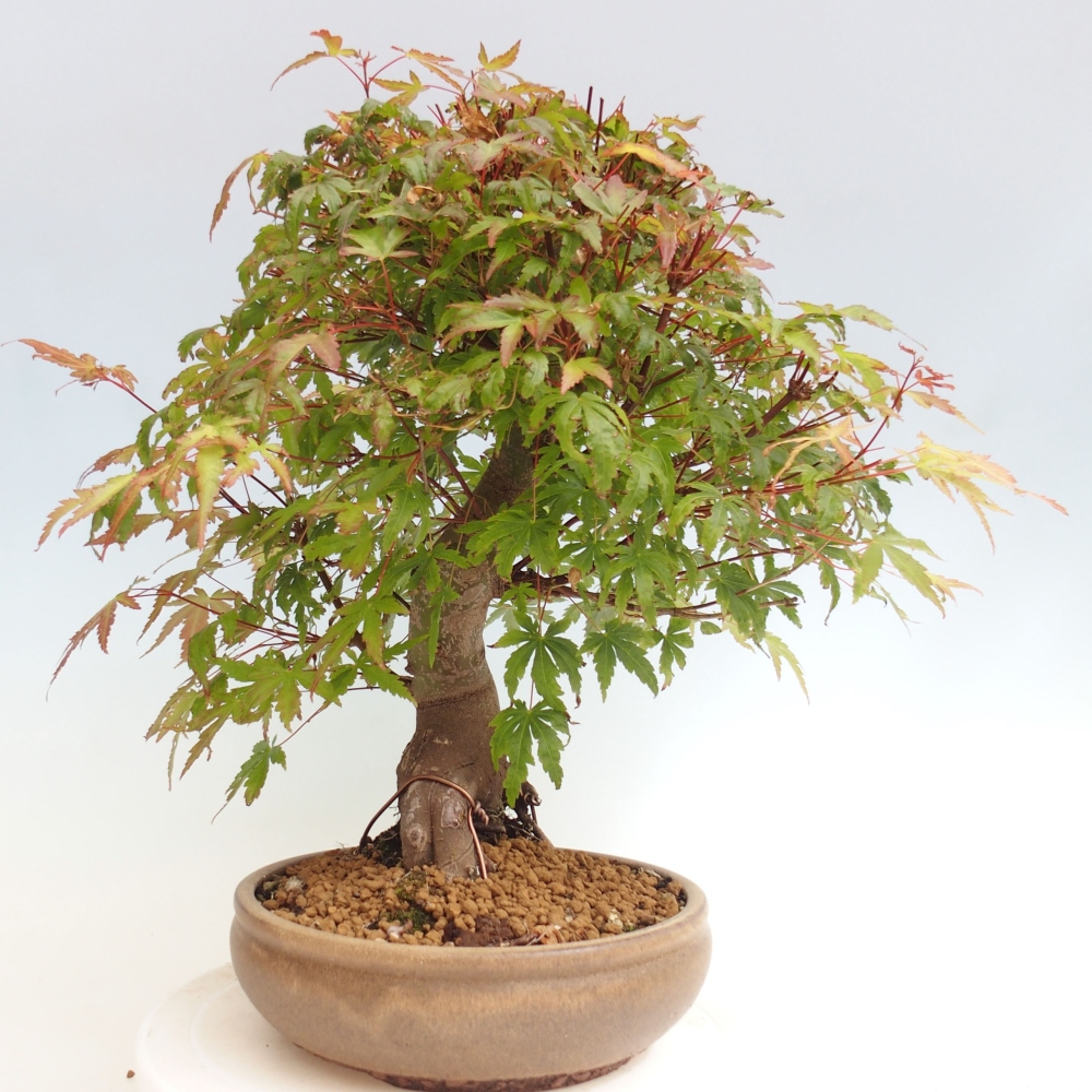 Outdoor bonsai - Klon - Acer palmatum