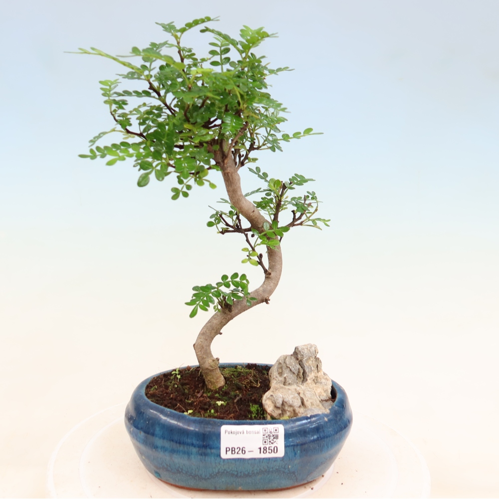 Pokój bonsai - Zantoxylum piperitum - drzewo pieprzowe