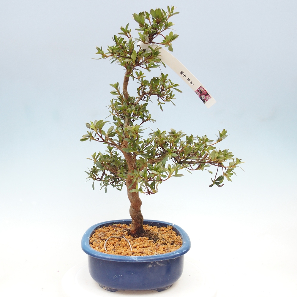 Bonsai zewnętrzne - Azalia japońska - Azalia Reiko