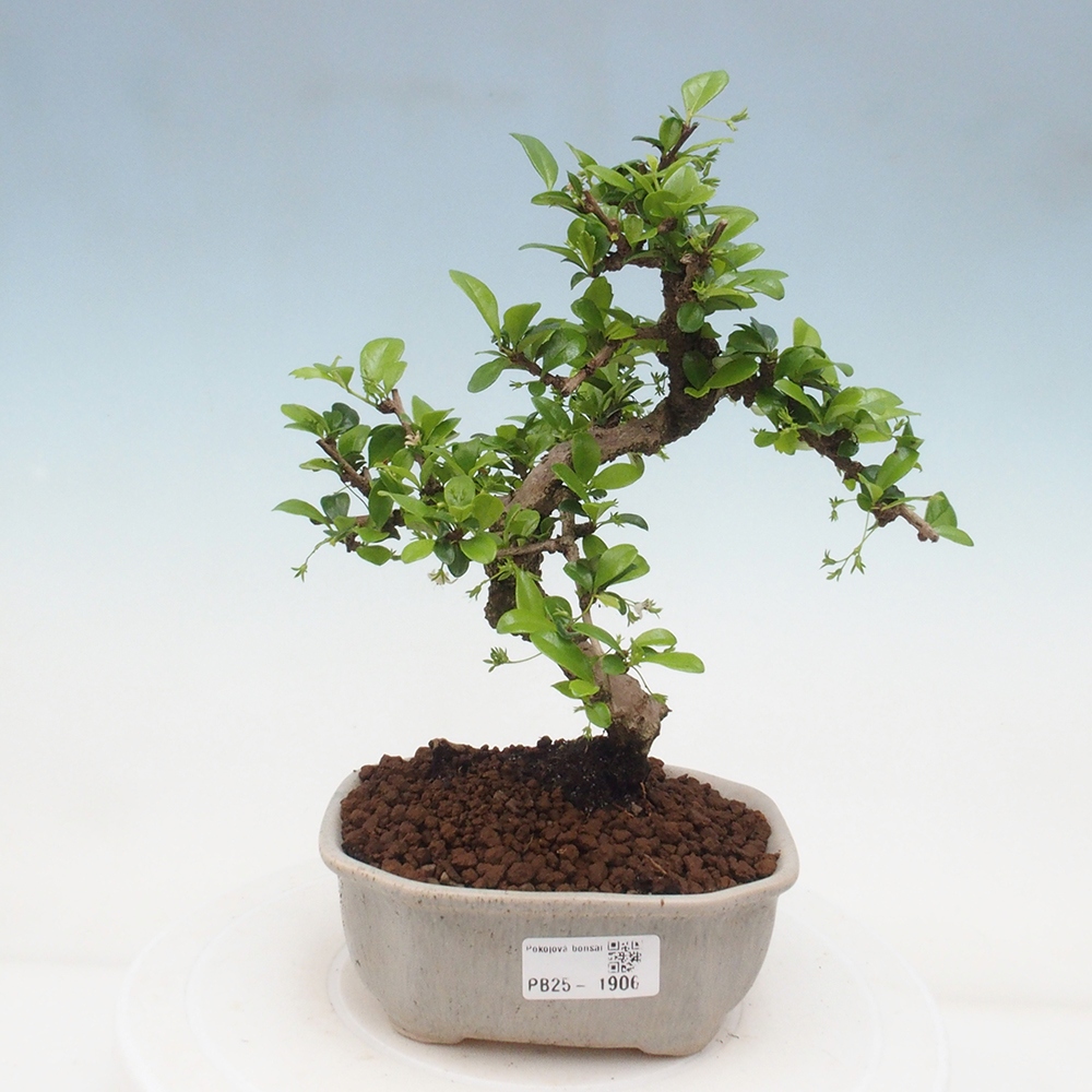 Bonsai wewnętrzne - Carmona makrophylla - Herbata Fuki