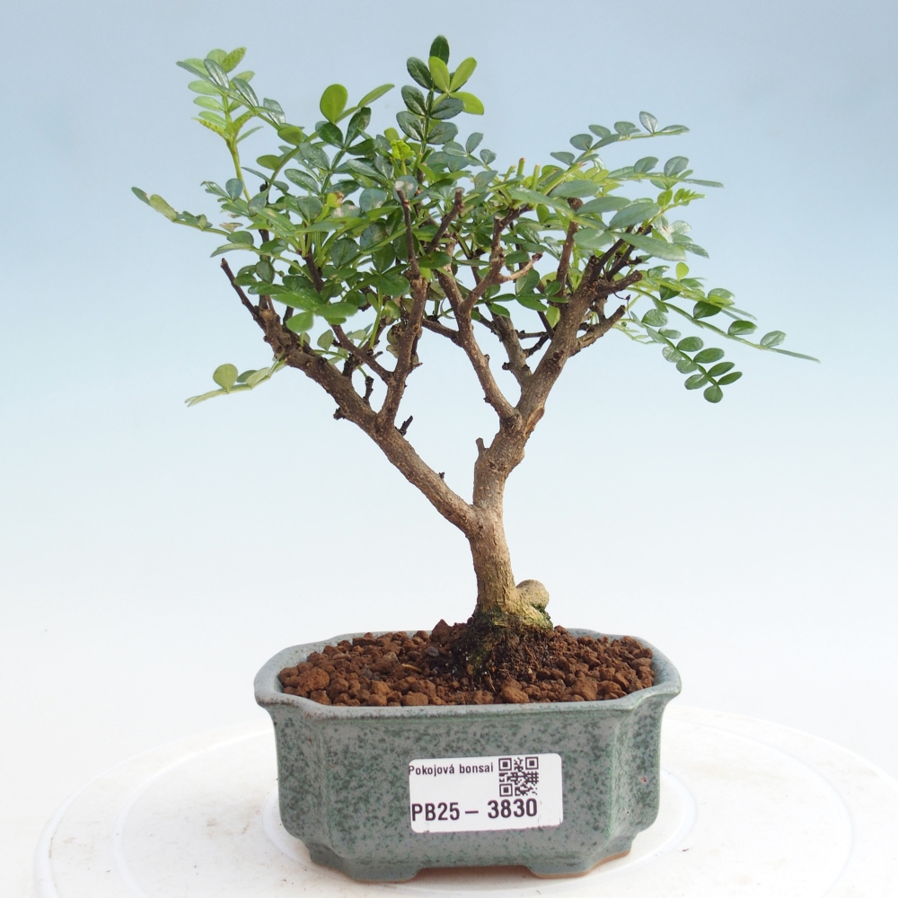 Pokój bonsai - Zantoxylum piperitum - Drzewo pieprzowe PB220935
