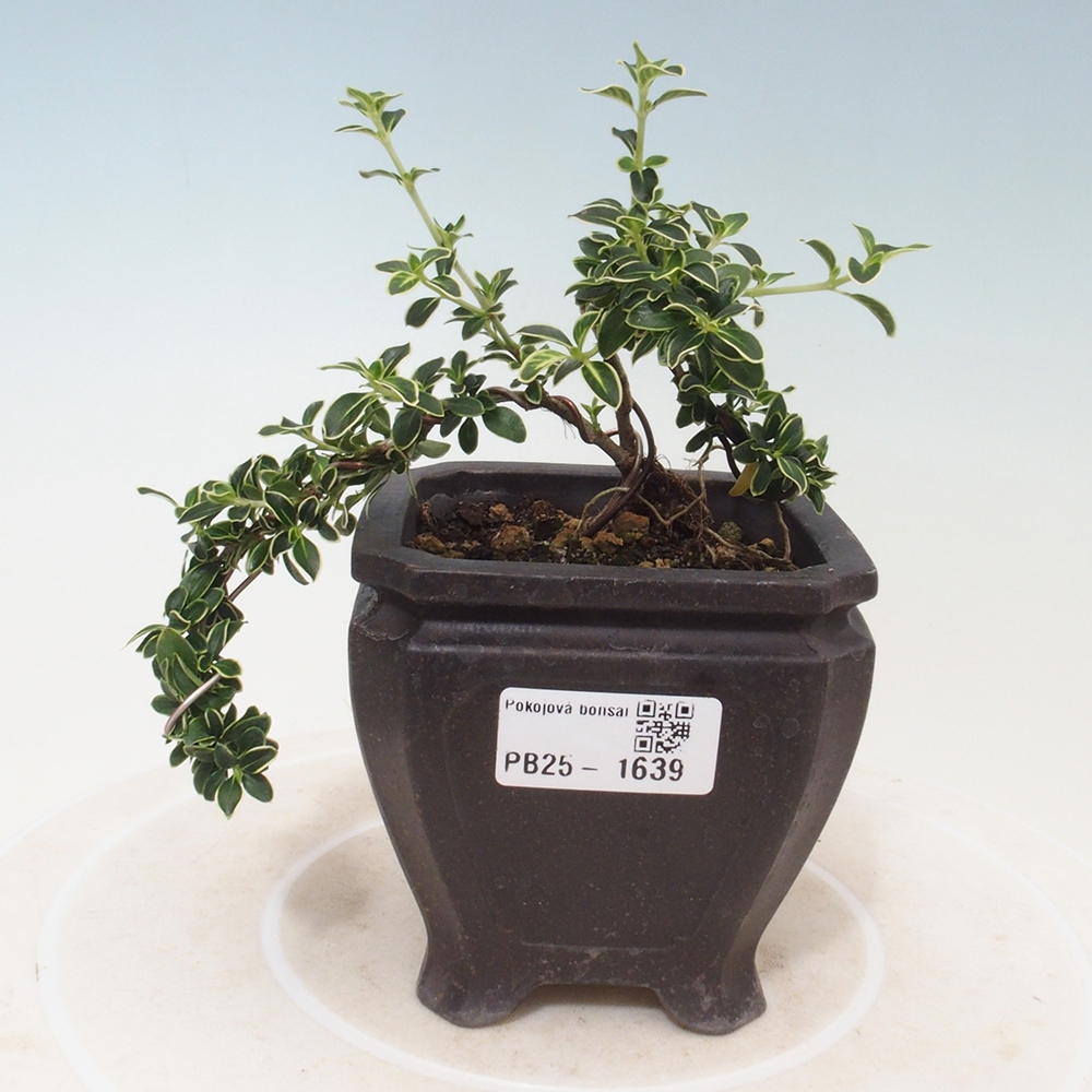 Bonsai do wnętrz - Serissa foetida Variegata - Drzewo tysiąca gwiazd