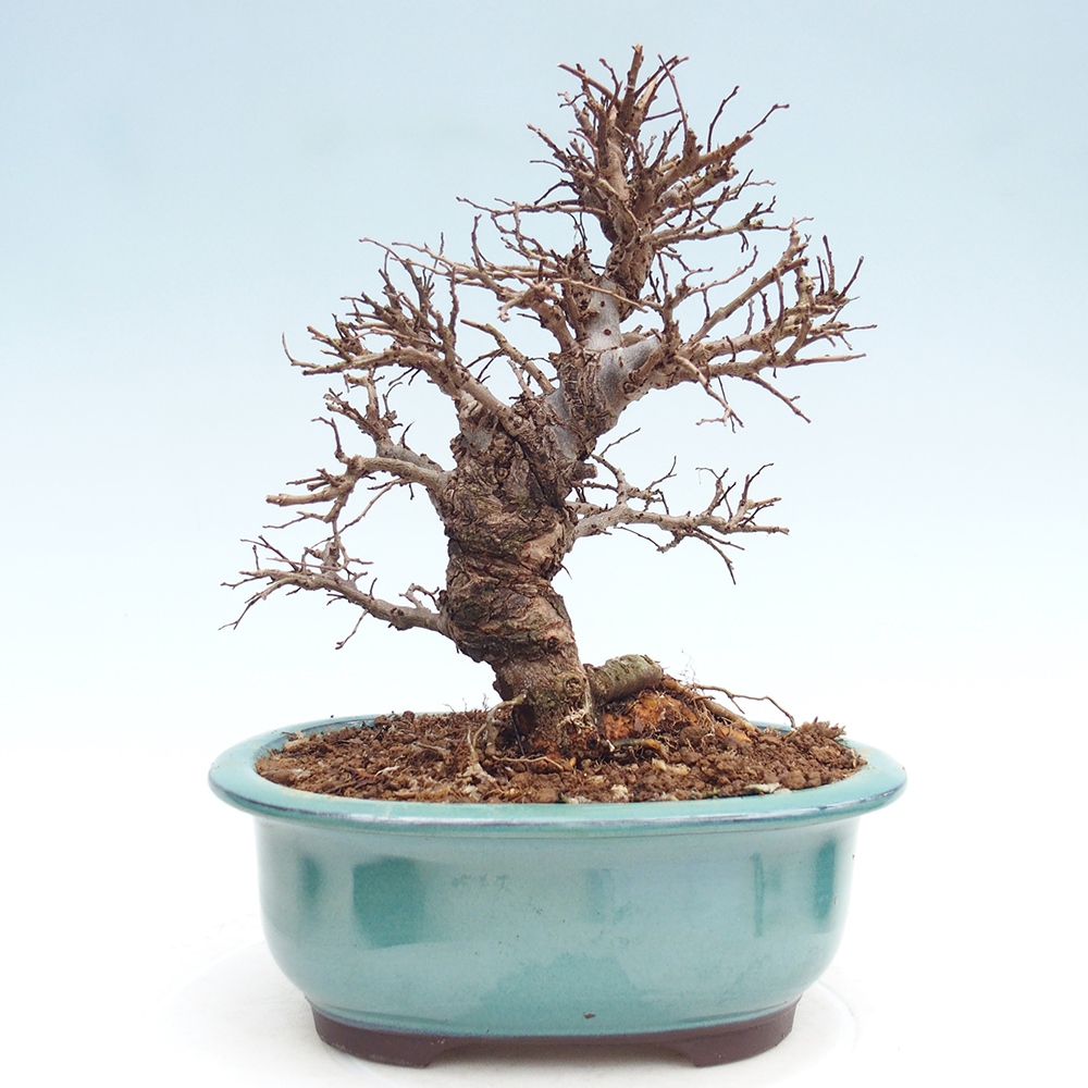Bonsai zewnętrzne - Zelkova - Zelkova NIRE