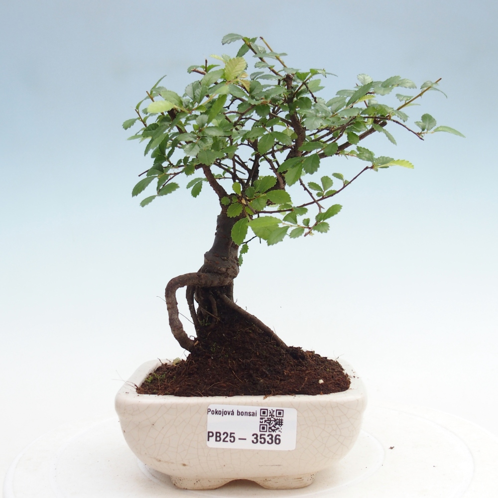 Pokój bonsai - Ulmus parvifolia - Wiąz drobnolistny