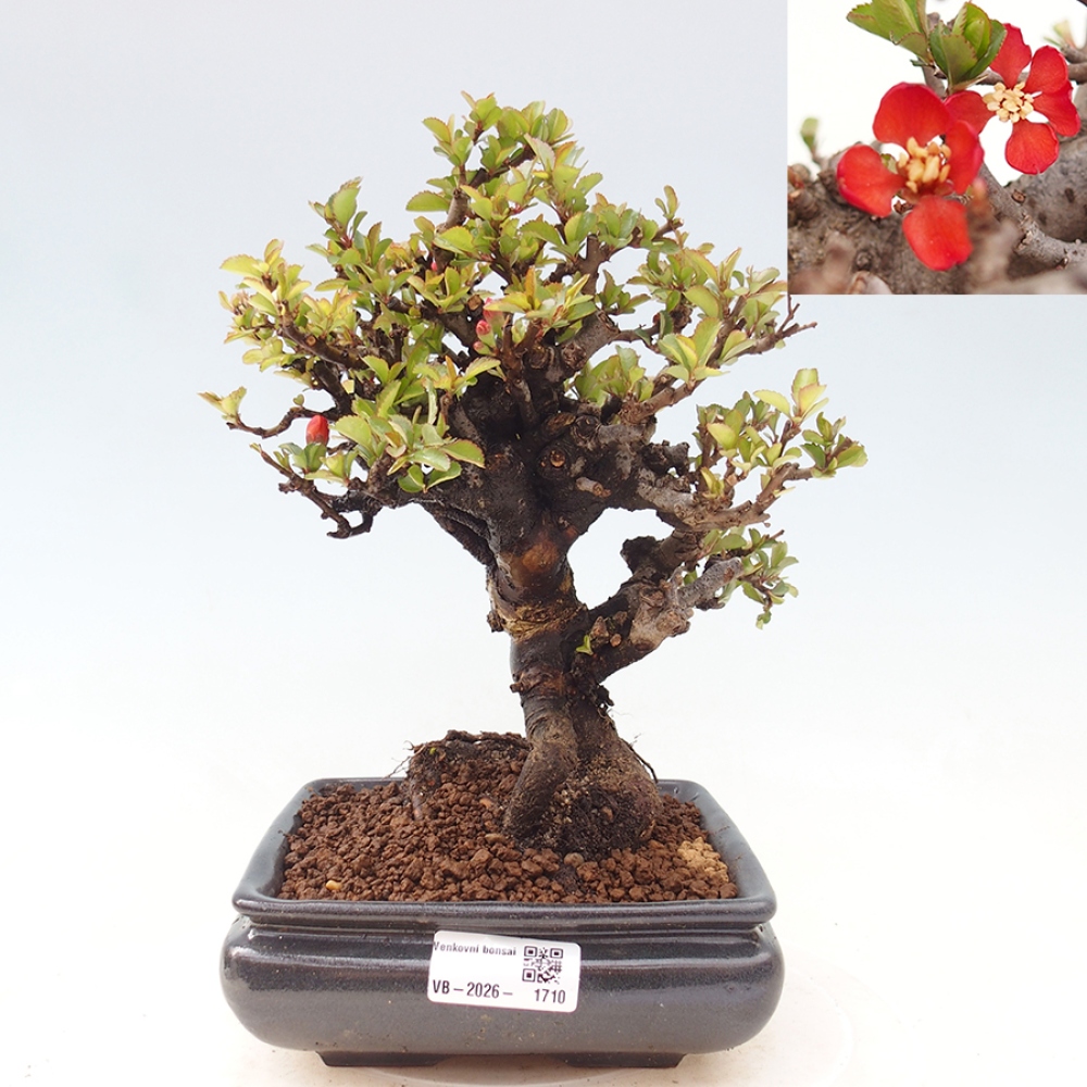 Bonsai zewnętrzne - Chaneomeles speciosa - Pigwa