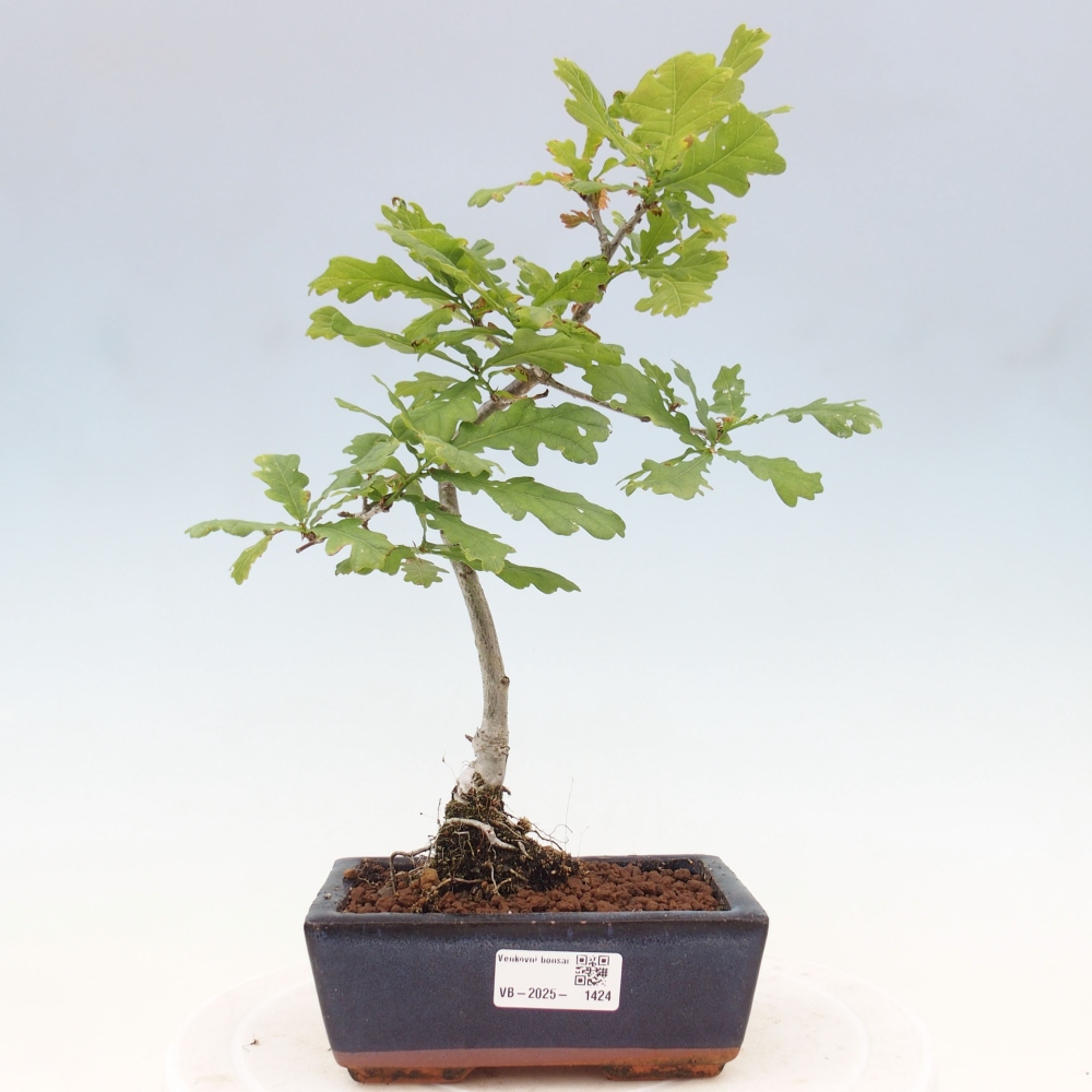 Bonsai zewnętrzne - Quercus robur - dąb pospolity