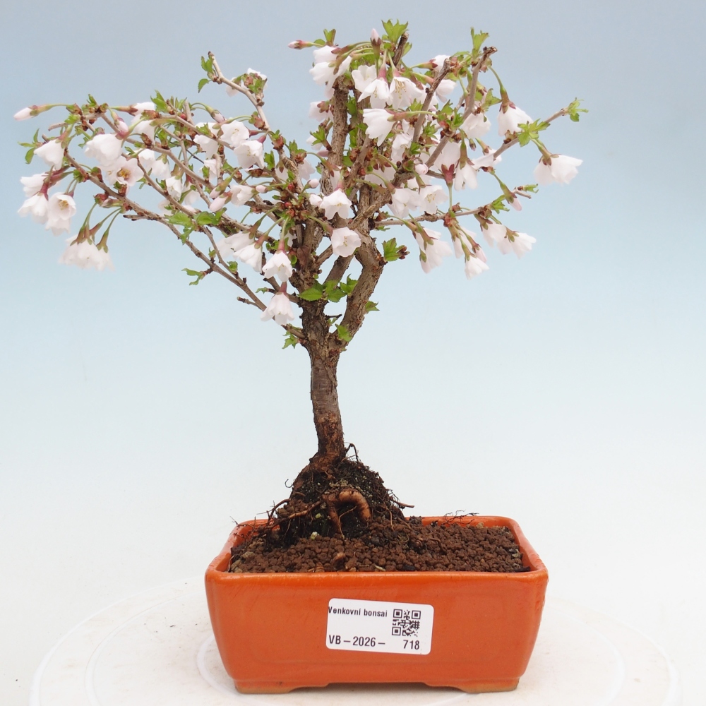 Outdoor bonsai - Prunus incisa Kojou-no mai-Plivon wycięty