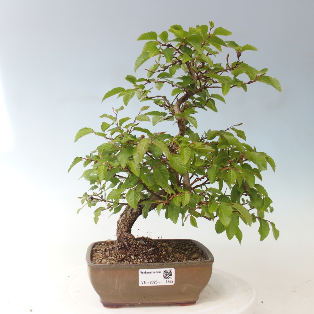 Outdoor bonsai - Carpinus CARPINOIDES - grab koreański
