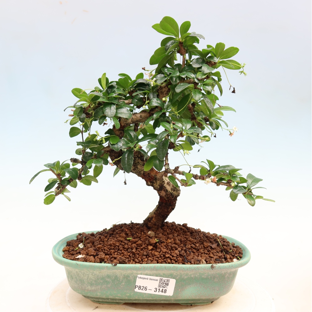 Bonsai pokojowe - Carmona macrophylla - Tea fuki