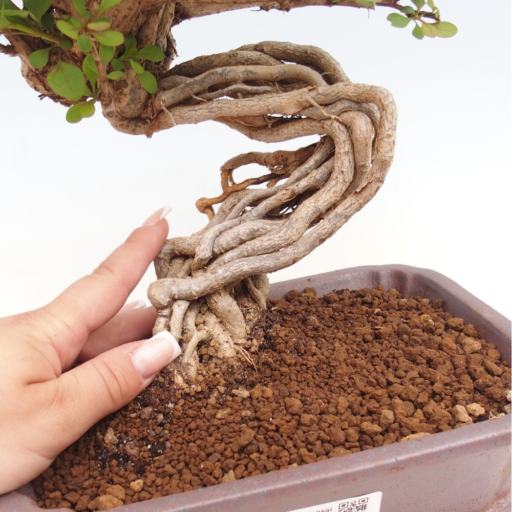 Bonsai zewnętrzne - Berberis coreana