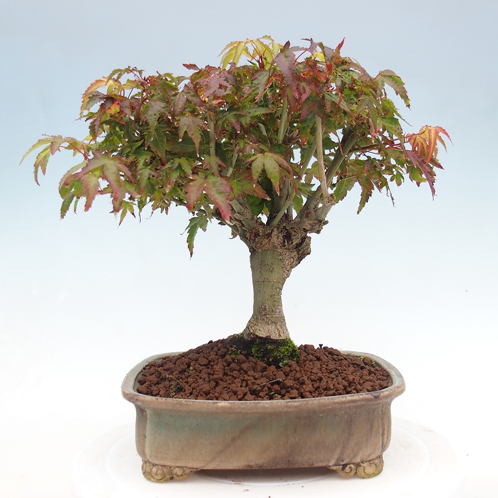 Acer palmatum KIOHIME - klon palmowy
