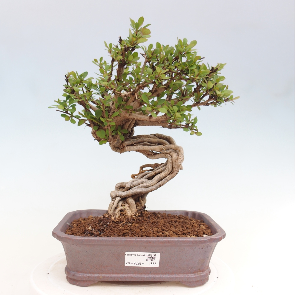 Bonsai zewnętrzne - Berberis coreana