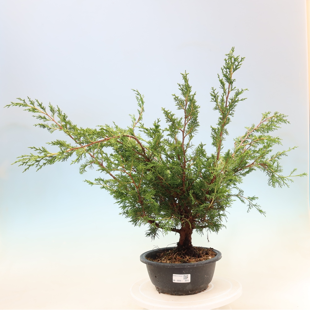 Outdoor bonsai - Juniperus chinensis Itoigawa