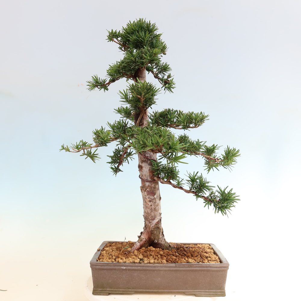 Bonsai ogrodowe – Taxus cuspidata – cis japoński