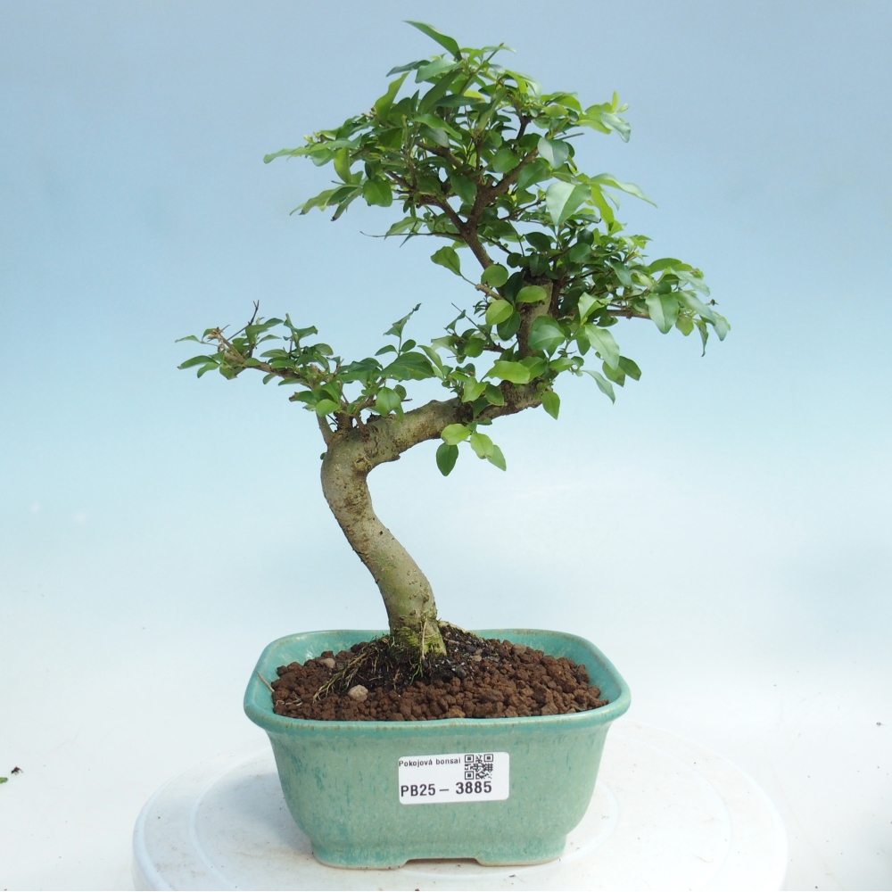 Pokój bonsai - Ligustrum chinensis - Dziób ptaka