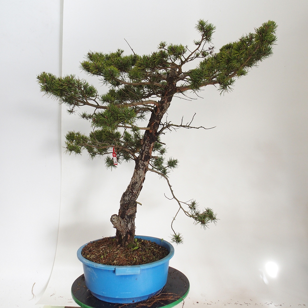 Yamadori - Pinus sylvestris Hiszpania