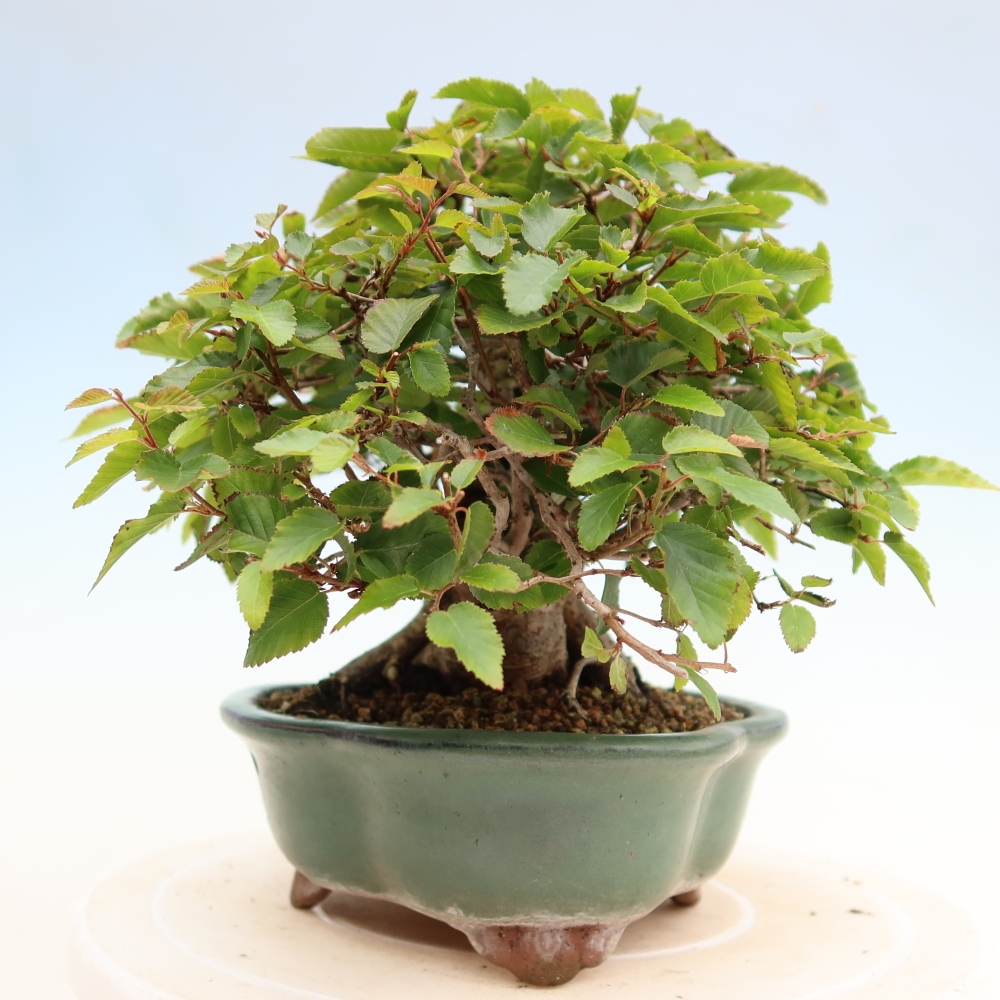 Outdoor bonsai - Carpinus coreana - grab koreański