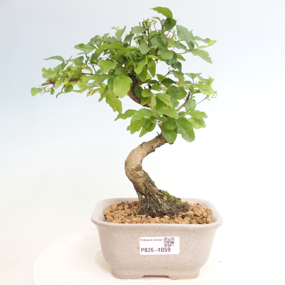 Pokój bonsai - Ligustrum chinensis - Dziób ptaka