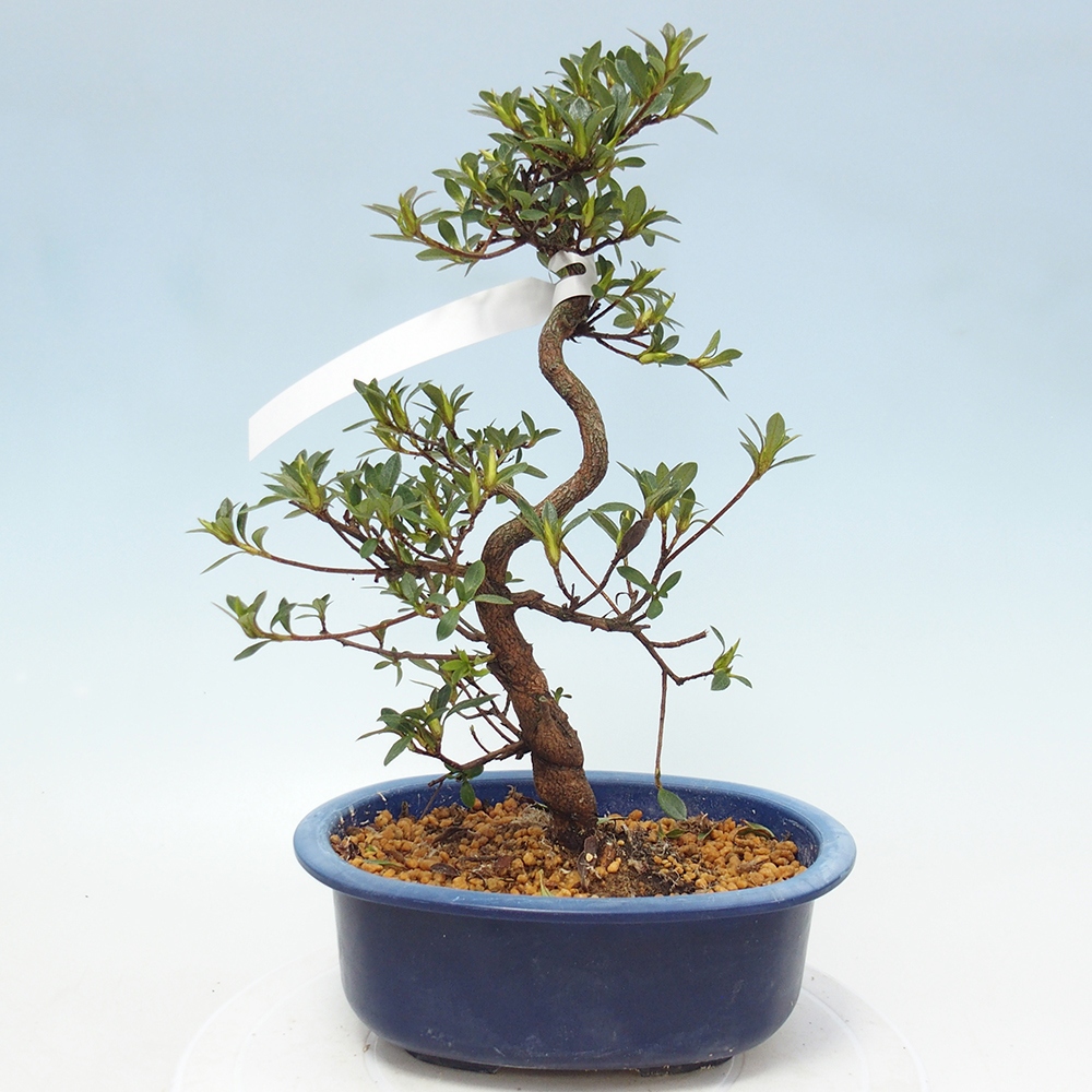 Bonsai zewnętrzne - Azalia japońska - Azalia Hand