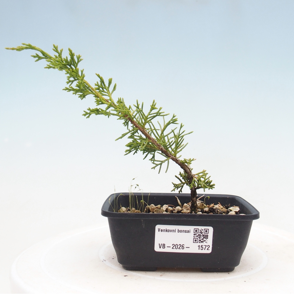 Outdoor bonsai - Juniperus chinensis Itoigawa