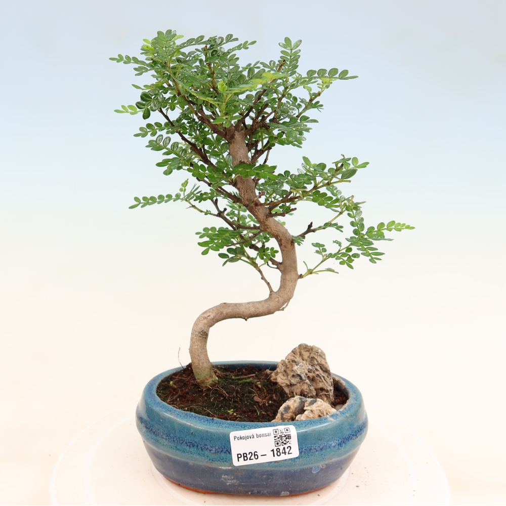 Pokój bonsai - Zantoxylum piperitum - drzewo pieprzowe