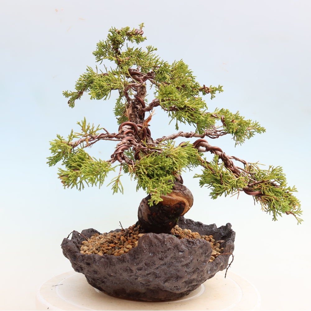 Bonsai ogrodowe – Juniperus chinensis Itoigawa – jałowiec chiński