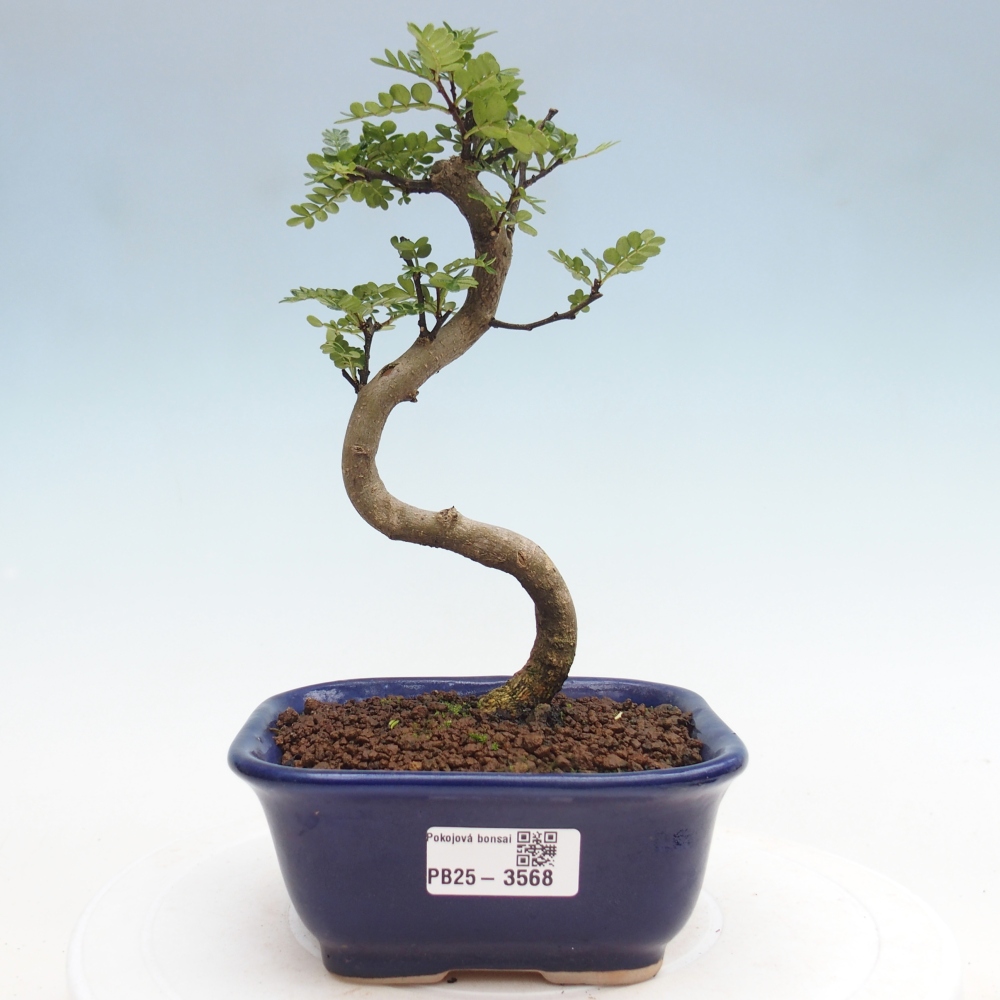 Pokój bonsai - Zantoxylum piperitum - drzewo pieprzowe