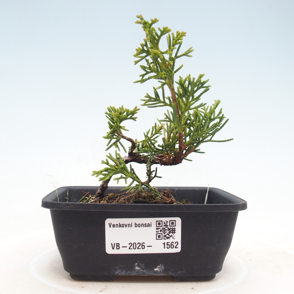 Outdoor bonsai - Juniperus chinensis Itoigawa