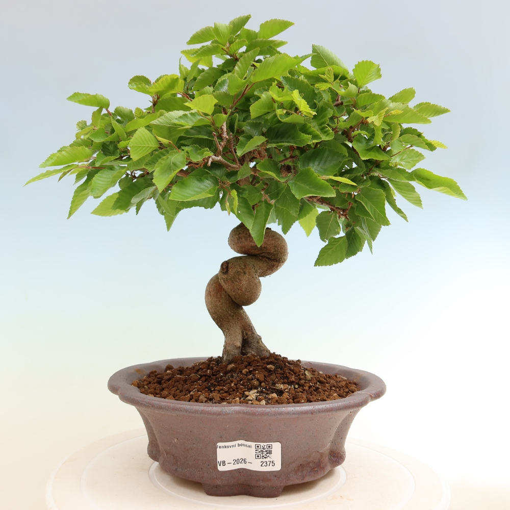 Outdoor bonsai - Carpinus coreana - grab koreański