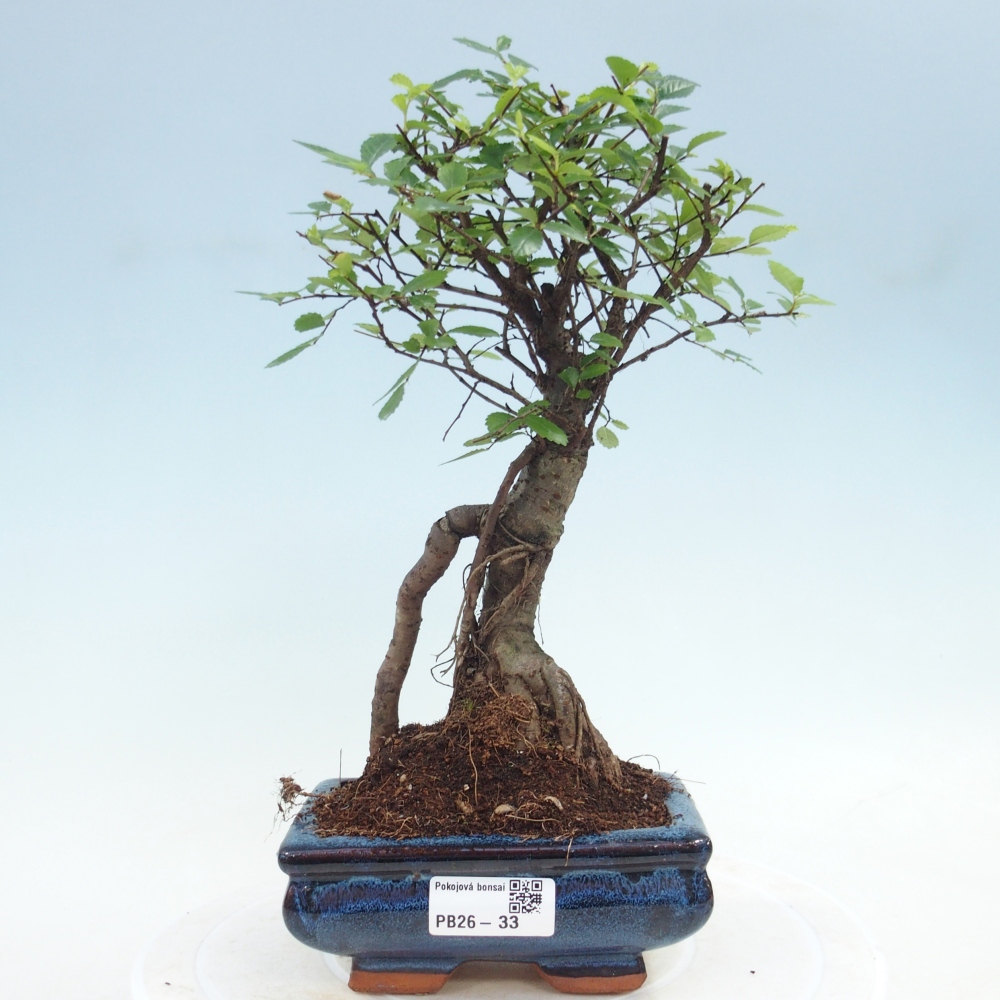 Pokój bonsai - Ulmus parvifolia - Wiąz drobnolistny