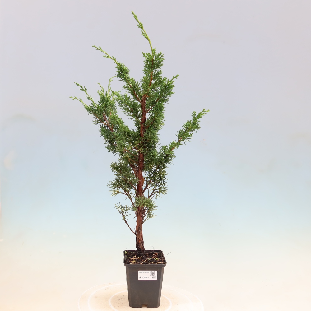 Outdoor bonsai - Juniperus chinensis Kishu