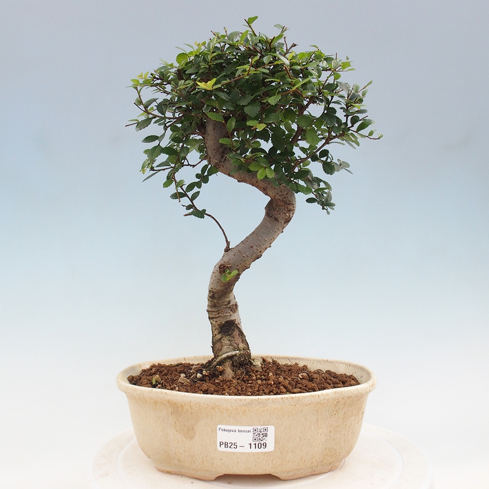 Bonsai wewnętrzne - Ulmus parvifolia - Wiąz drobnolistny