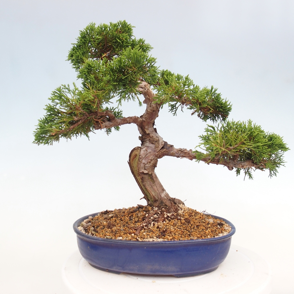 Outdoor bonsai - Juniperus chinensis Itoigawa - Jałowiec chiński