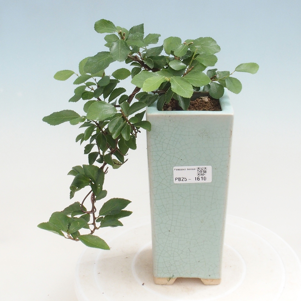 Kryty bonsai - Grewia occidentalis - Lawendowa gwiazda