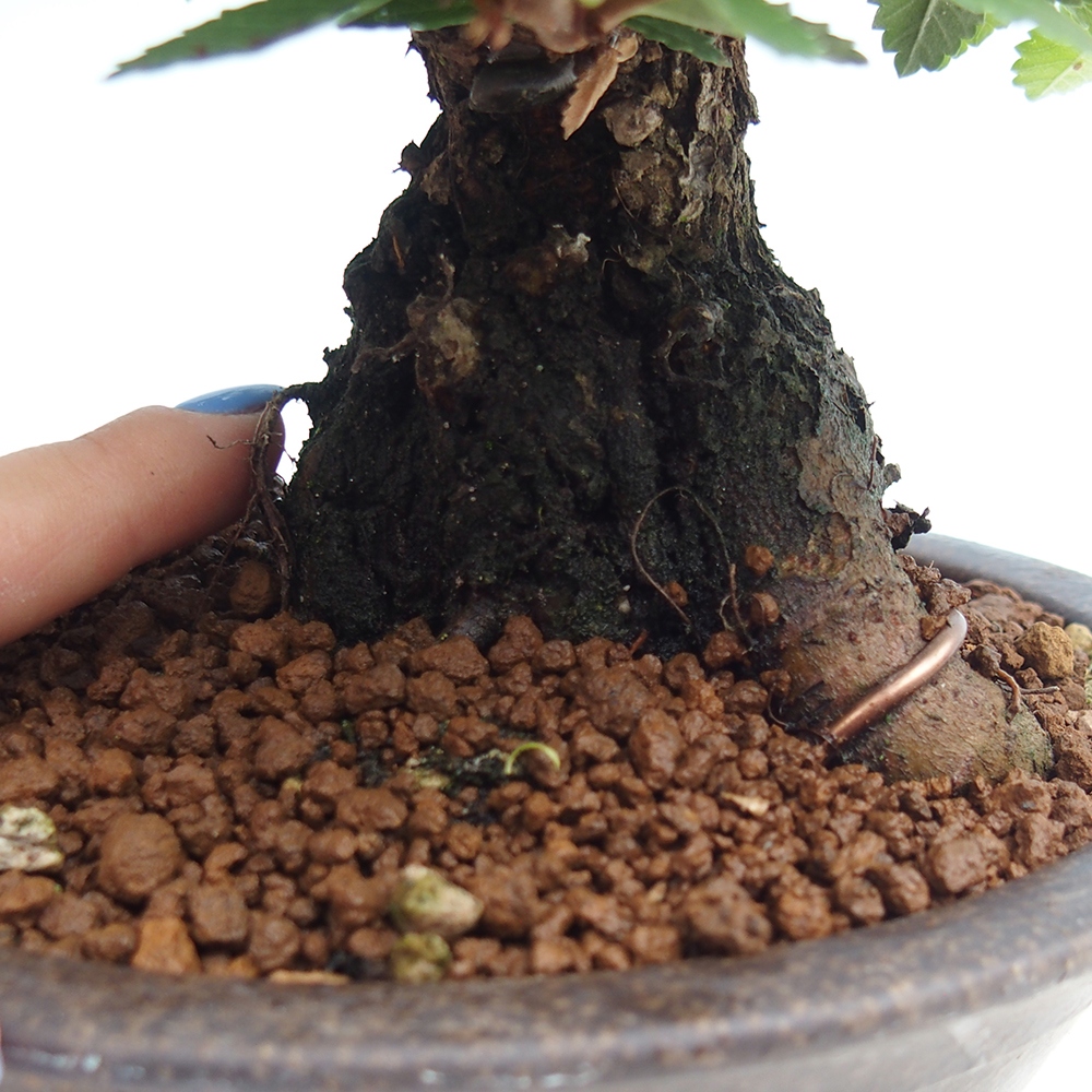 Outdoor bonsai - Zelkova - Zelkova NIRE