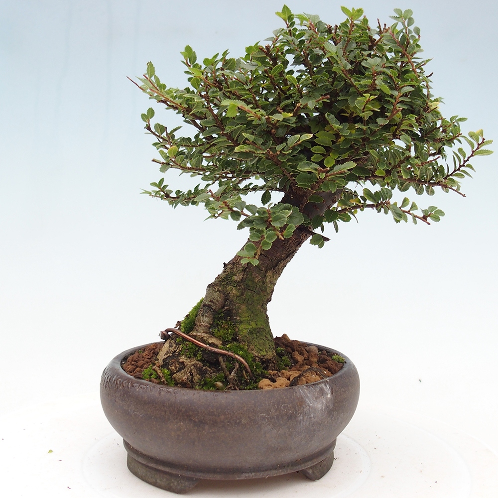 Outdoor bonsai - Ulmus parvifolia Hokkaido - wiąz chiński