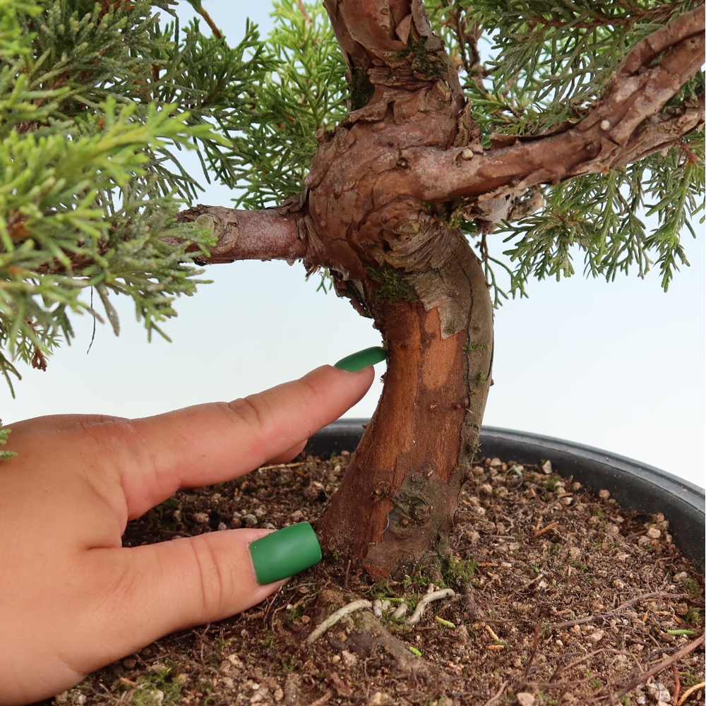 Bonsai ogrodowe – Juniperus chinensis Itoigawa – jałowiec chiński